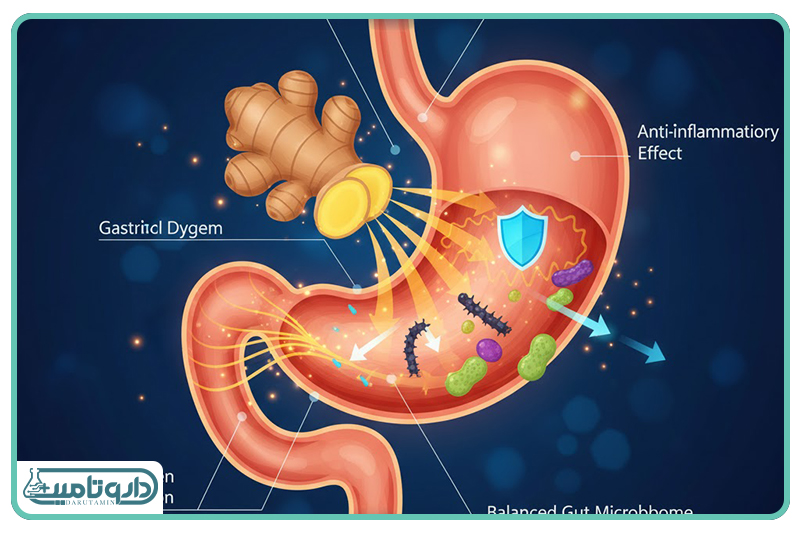 زنجبیل؛ گرمابخش هضم و مهارکننده التهاب