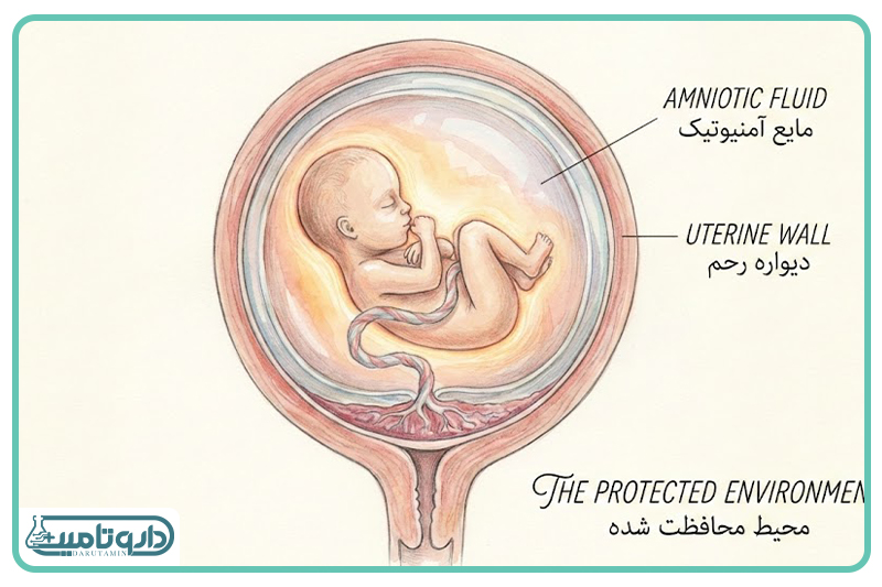 دوران بارداری