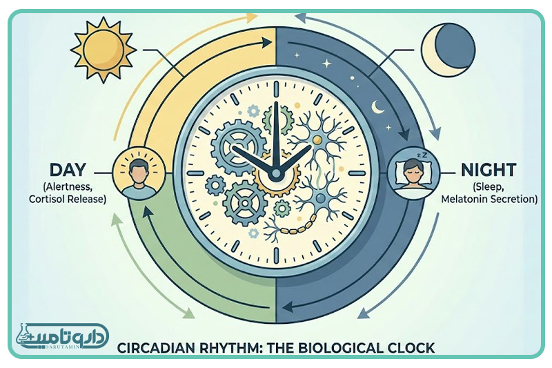 نقش حیاتی هورمون خواب در بدن