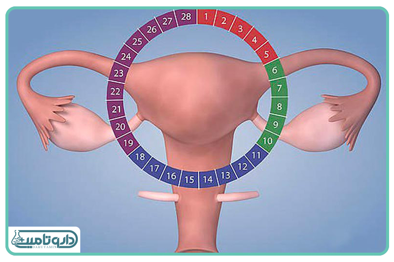 درخشش کوتاه تخمکگذاری؛ اوج قدرت و نیاز به محافظت