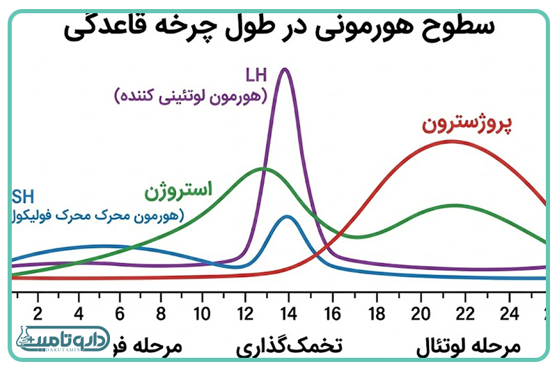 سیکل قاعدگی