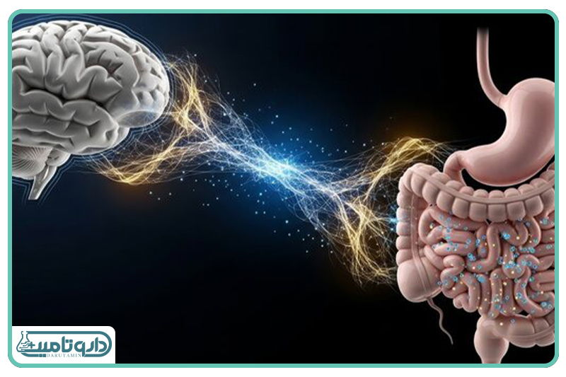 شاهراه پنهان بدن؛ سفری به اعماق محور روده-مغز