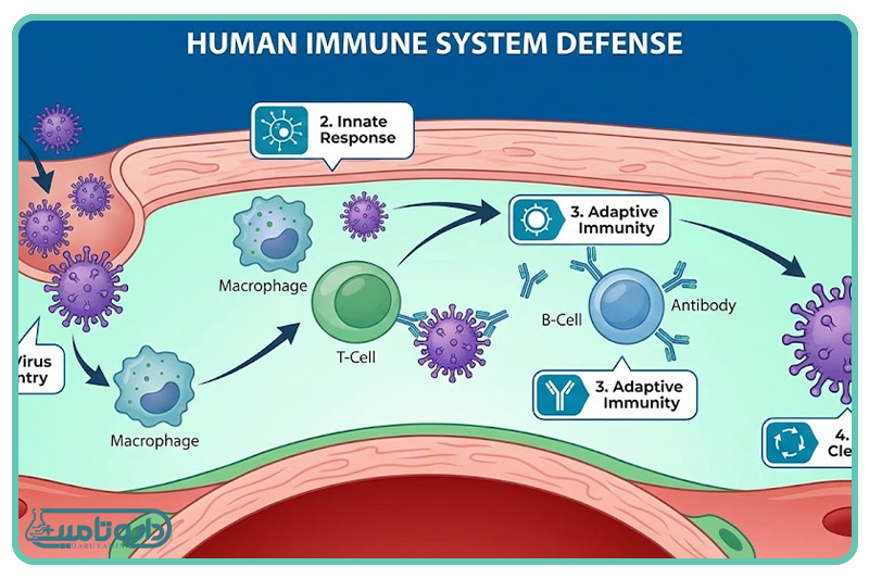 سیستم ایمنی و بانک اطلاعاتی خالی بدن کودک