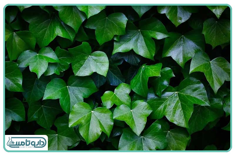عصاره برگ گیاه پیچک