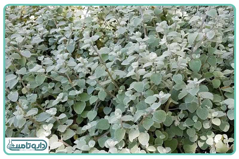 گیاه شیرین بیان