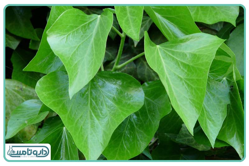 عصاره برگ خشک گیاه پیچک