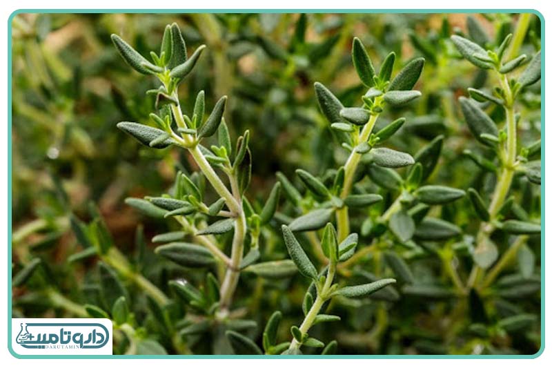 آویشن و شیرین بیان