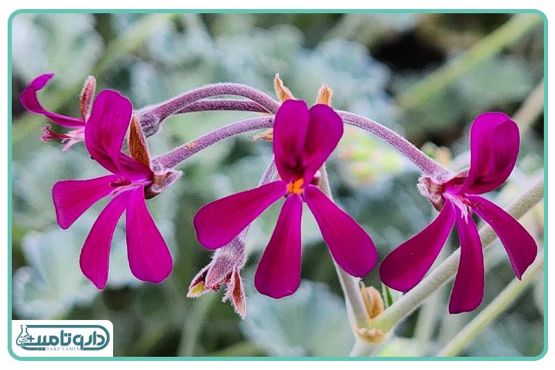 عصاره پلارگونیوم سیدوئیدز 