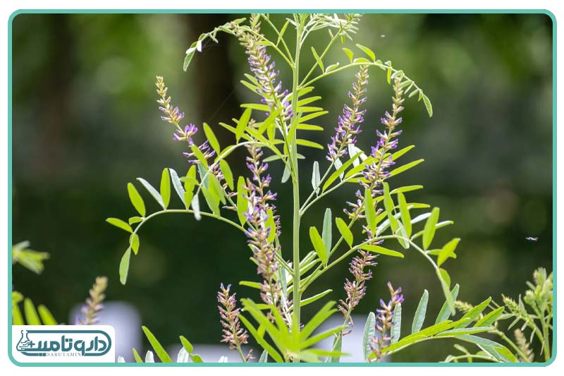 عصاره شیرین بیان